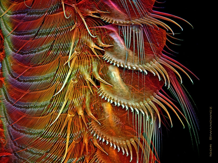 insect-microscope-photography-igor-siwanowicz-12