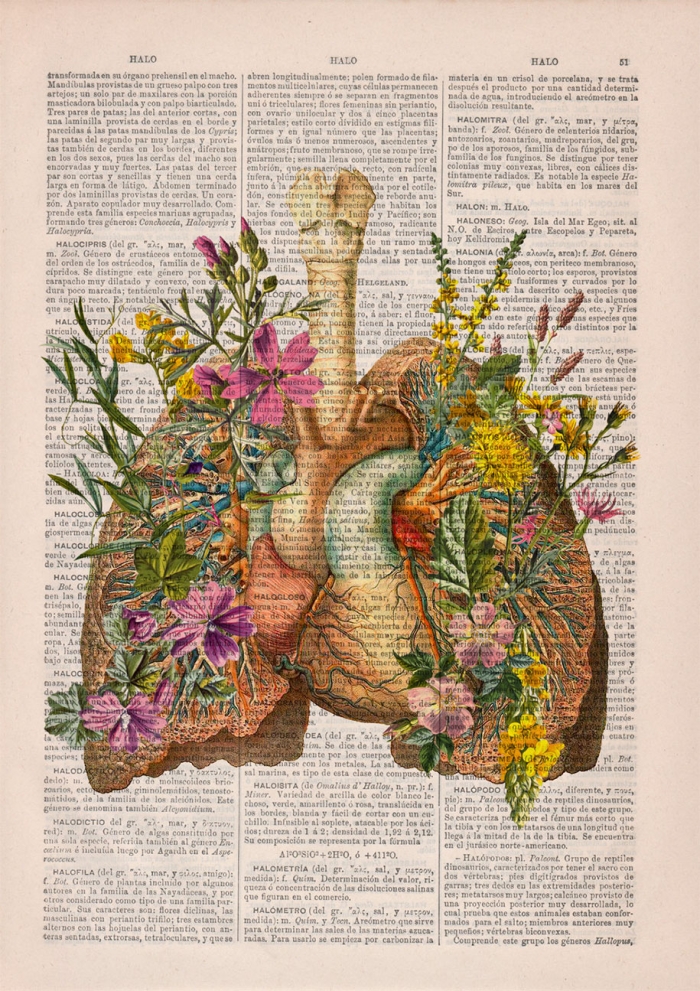 floral-anatomy-illustrations-old-book-pages-prrint-14