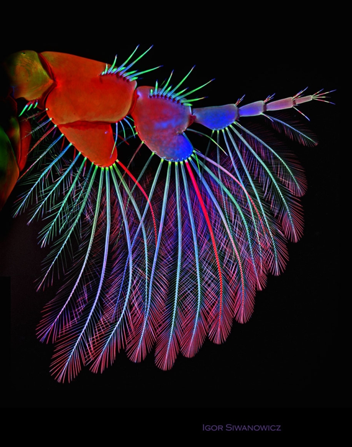 insect-microscope-photography-igor-siwanowicz-2