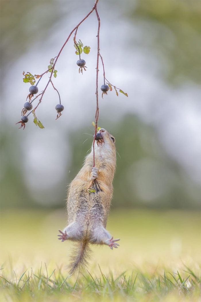 comedy-wildlife-photography-awards-best-photos-2016-17