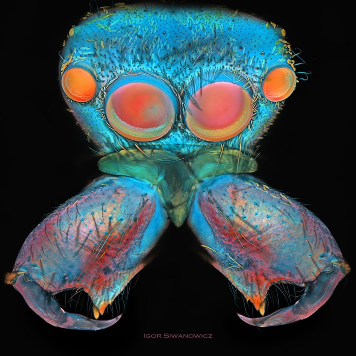 insect-microscope-photography-igor-siwanowicz-8