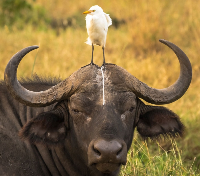 comedy-wildlife-photography-awards-best-photos-2016-21