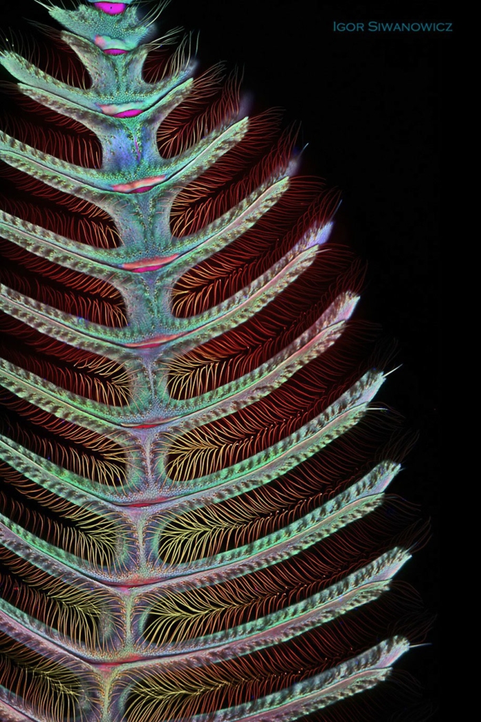 insect-microscope-photography-igor-siwanowicz-6