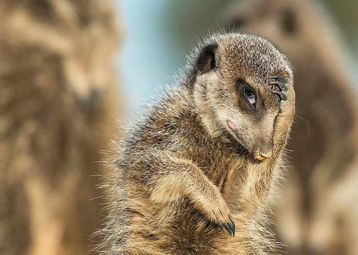 comedy-wildlife-photography-awards-best-photos-2016-11