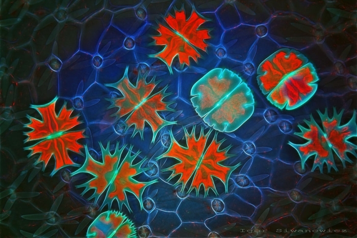 insect-microscope-photography-igor-siwanowicz-14
