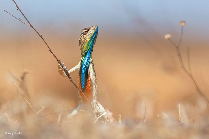 comedy-wildlife-photography-awards-best-photos-2016-18