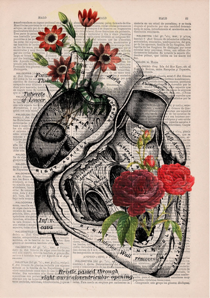 floral-anatomy-illustrations-old-book-pages-prrint-13
