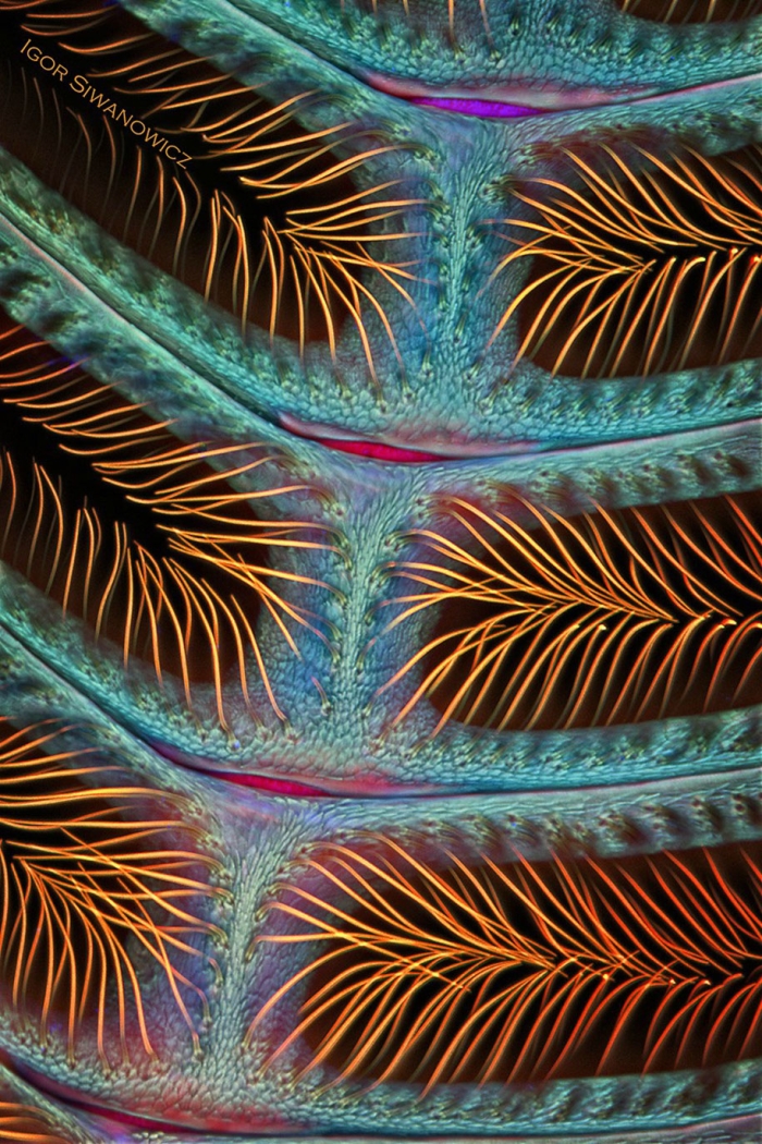 insect-microscope-photography-igor-siwanowicz-5