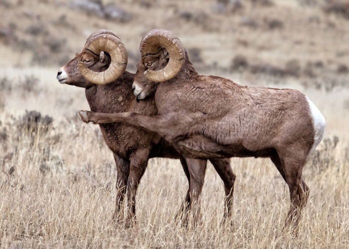 comedy-wildlife-photography-awards-best-photos-2016-27