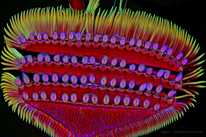 insect-microscope-photography-igor-siwanowicz-16