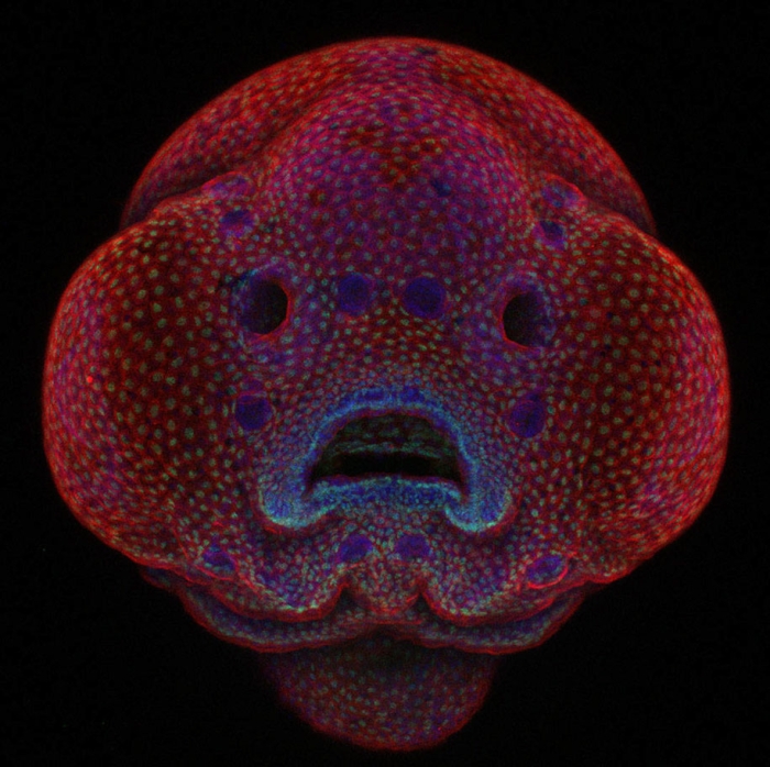 nikon-small-world-photo-contest-2016-30