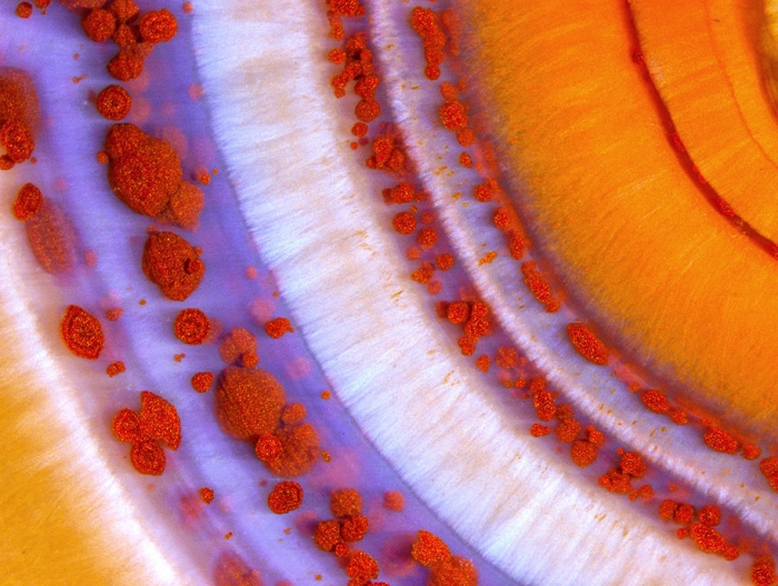 nikon-small-world-photo-contest-2016-8