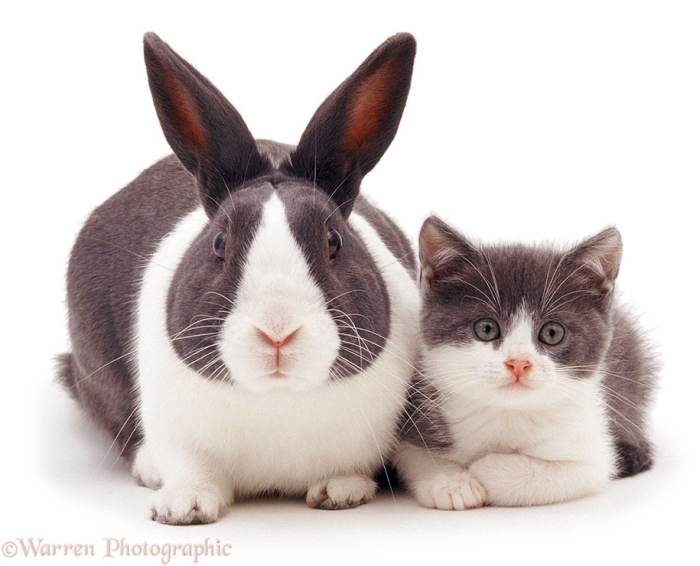pet-twins-matching-animals-warren-photographic-34