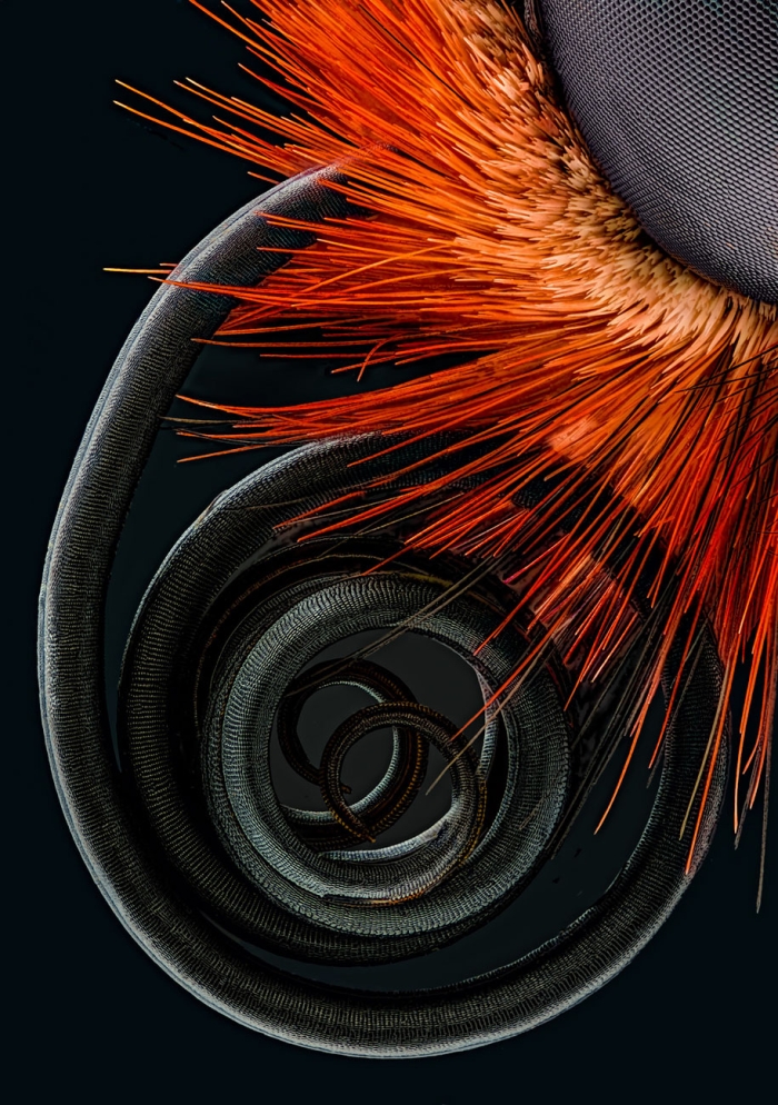 nikon-small-world-photo-contest-2016-16