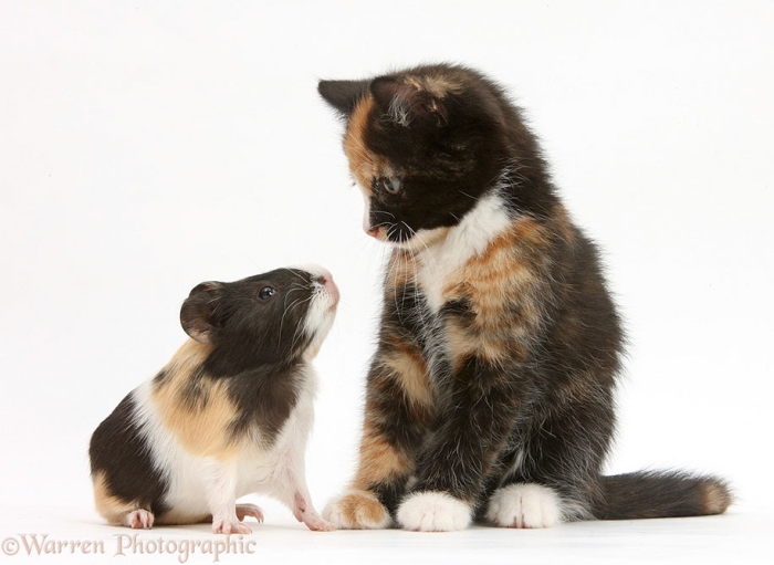 pet-twins-matching-animals-warren-photographic-25