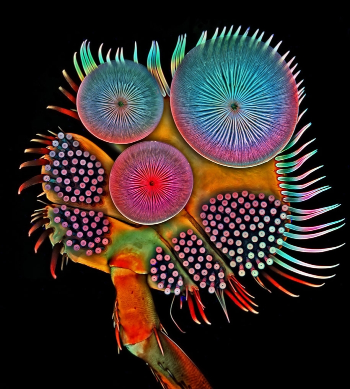 nikon-small-world-photo-contest-2016-9