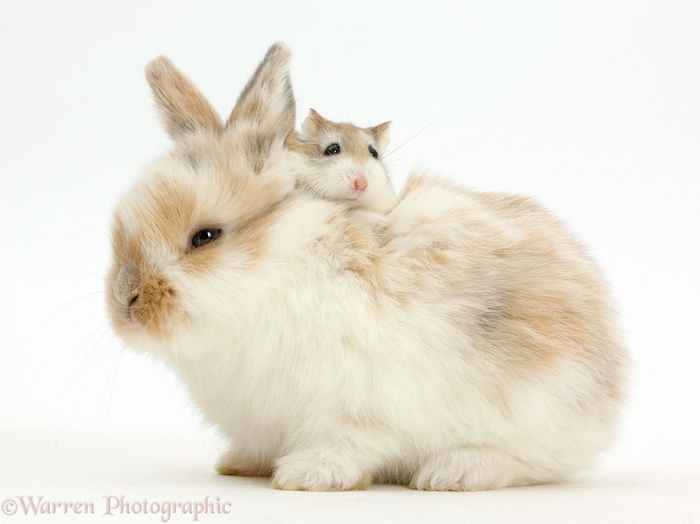 pet-twins-matching-animals-warren-photographic-43