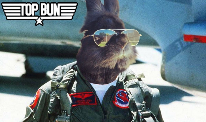 sunglasses-rabbit-photoshop-battle-5