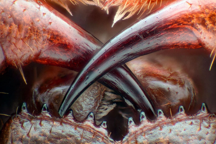 nikon-small-world-photo-contest-2016-11