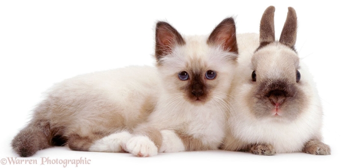 pet-twins-matching-animals-warren-photographic-12