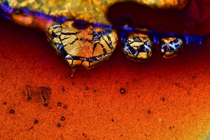 nikon-small-world-photo-contest-2016-31