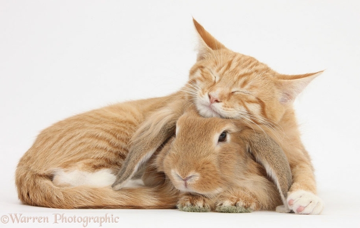 pet-twins-matching-animals-warren-photographic-22