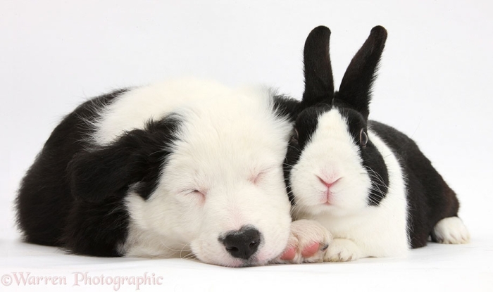 pet-twins-matching-animals-warren-photographic-35