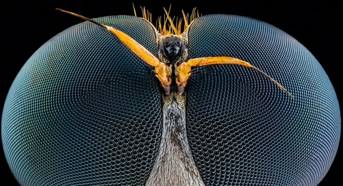 nikon-small-world-photo-contest-2016-22