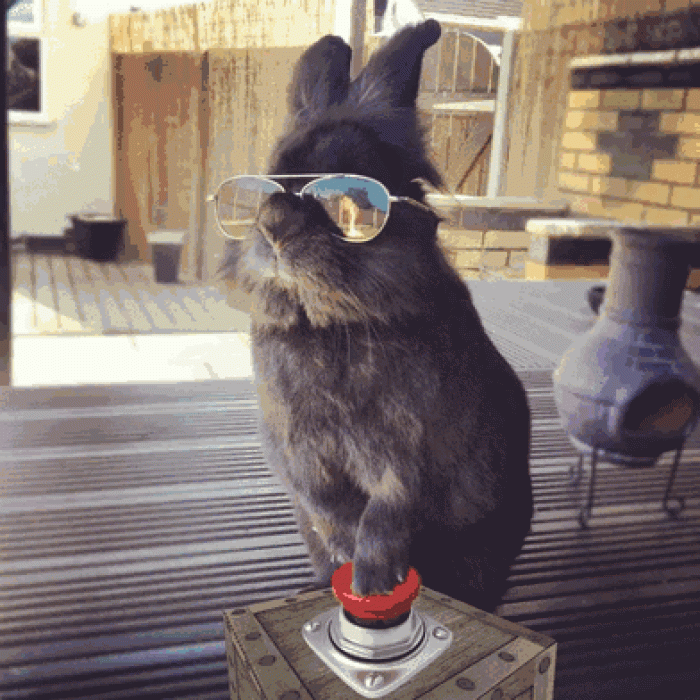 sunglasses-rabbit-photoshop-battle-9