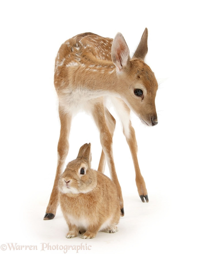 pet-twins-matching-animals-warren-photographic-18