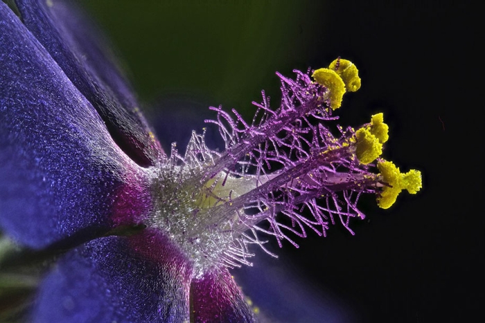 nikon-small-world-photo-contest-2016-7