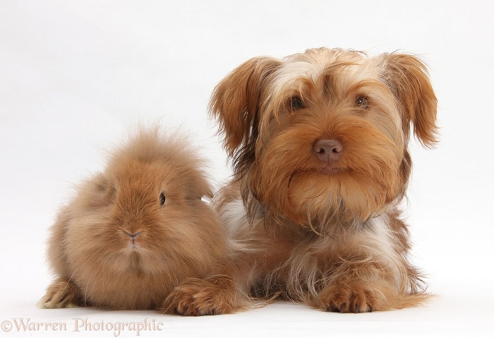 pet-twins-matching-animals-warren-photographic-13