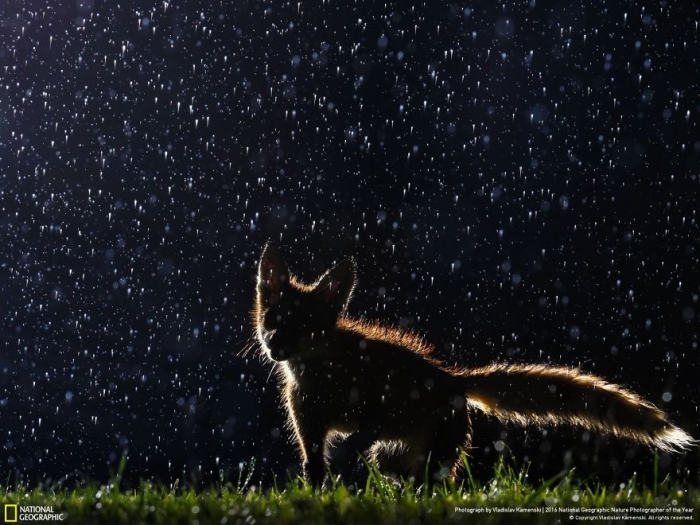 2016-national-geographic-nature-photographer-of-the-year-finalists-10