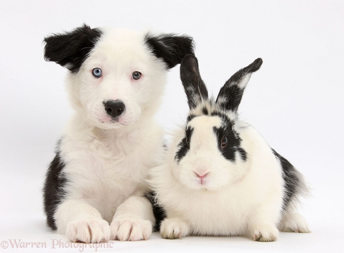pet-twins-matching-animals-warren-photographic-36