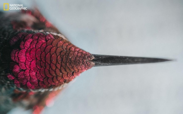 2016-national-geographic-nature-photographer-of-the-year-finalists-19
