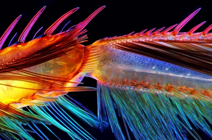 nikon-small-world-photo-contest-2016-27