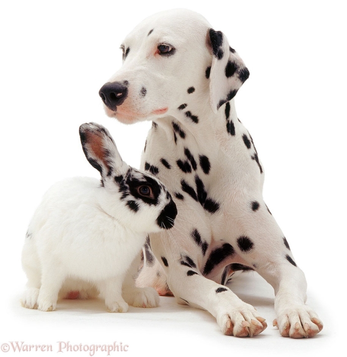 pet-twins-matching-animals-warren-photographic-23