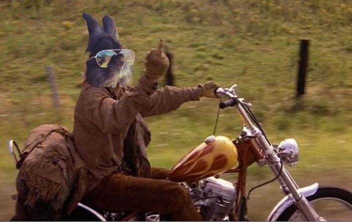 sunglasses-rabbit-photoshop-battle-4