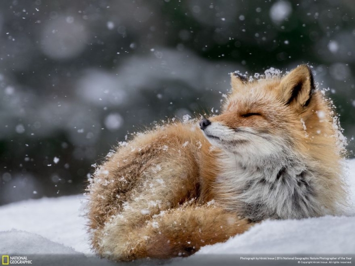 2016-national-geographic-nature-photographer-of-the-year-finalists-5