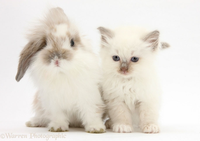 pet-twins-matching-animals-warren-photographic-31