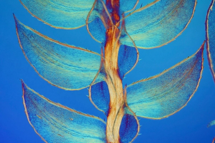 nikon-small-world-photo-contest-2016-2