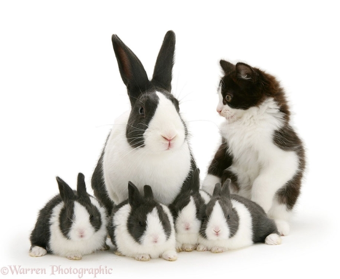 pet-twins-matching-animals-warren-photographic-5