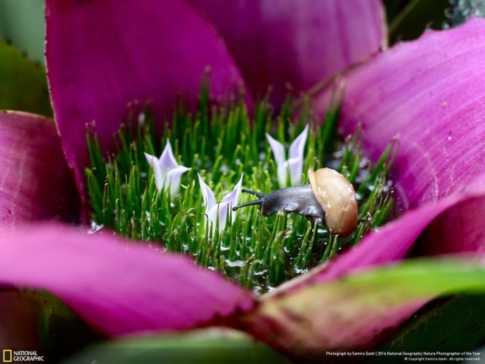 2016-national-geographic-nature-photographer-of-the-year-finalists-4