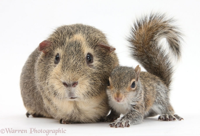 pet-twins-matching-animals-warren-photographic-28