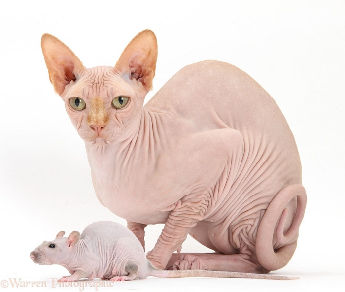 pet-twins-matching-animals-warren-photographic-41