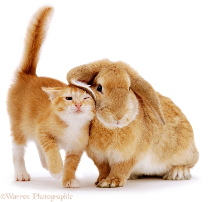 pet-twins-matching-animals-warren-photographic-1
