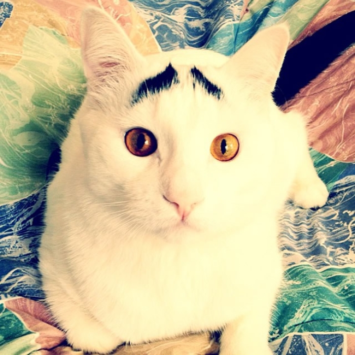 #2 SAMHASEYEBROWS