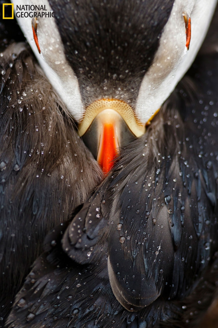 2016-national-geographic-nature-photographer-of-the-year-finalists-20