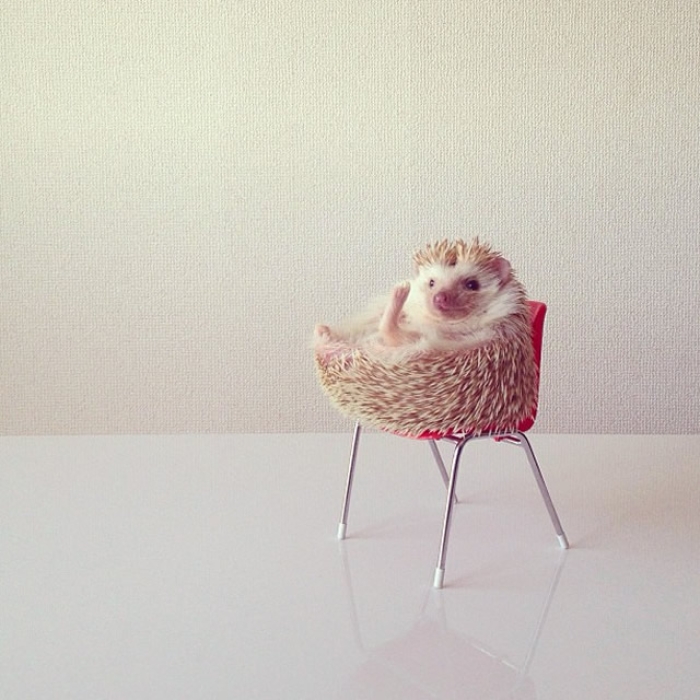#4 DARCYTHEFLYINGHEDEHOG