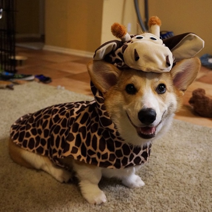#5 CORGNELIUS